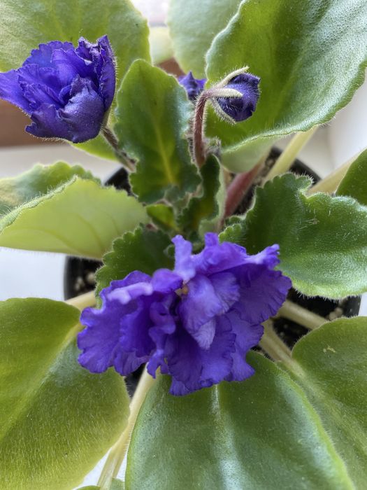 Продам цветы домашние фиалки