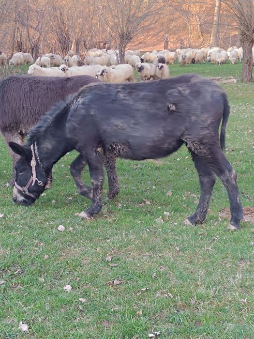 Măgărițe de vânzare