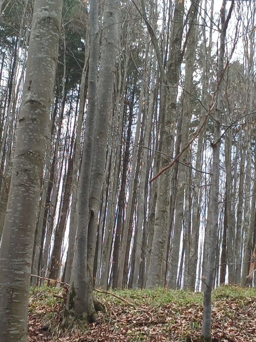 Pădure compactă de vânzare – activ forestier + venit din Carbon X