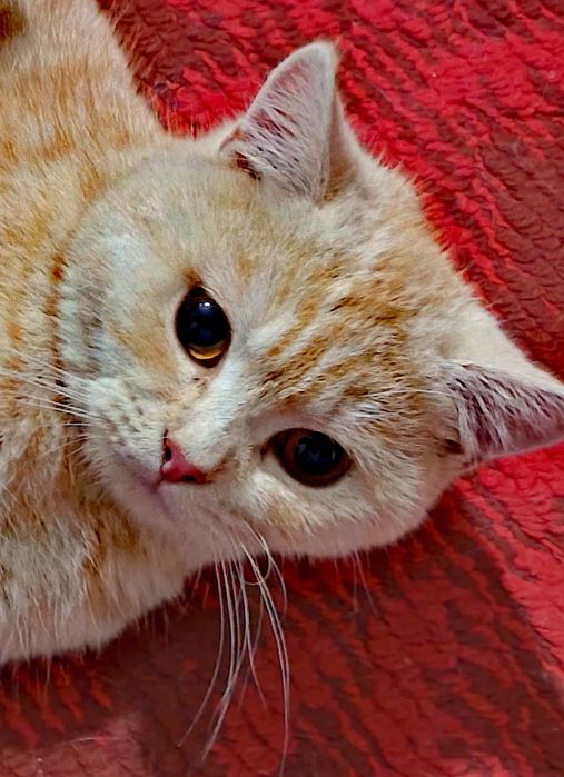 Mushuk o'g'il bola,Кошка мальчик