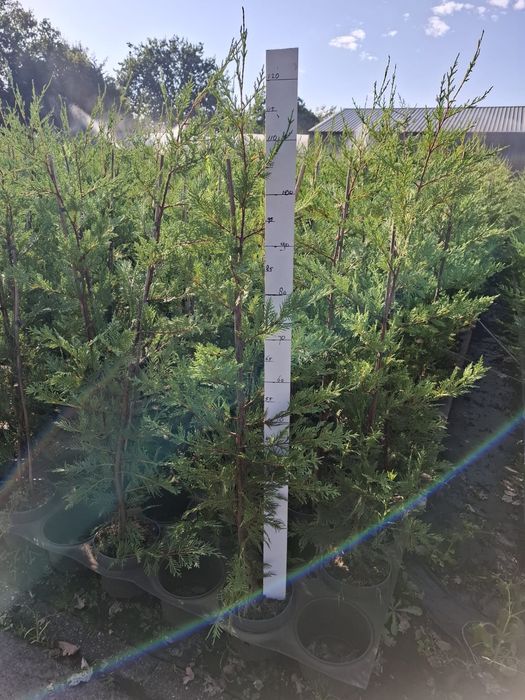 PLANTE ORNAMENTALE DE VÂNZARE  TUIA - Smarald, Barabant, Leylandi,Laur englezesc, Magnoli