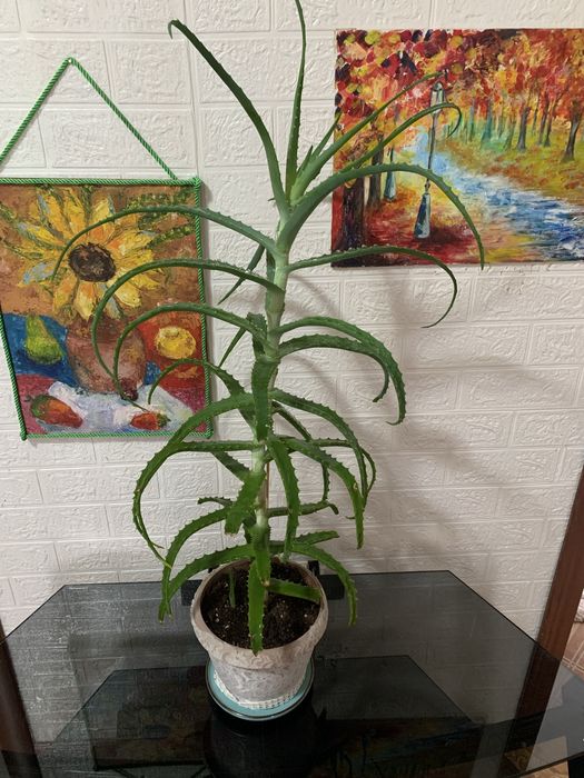 Продам Алое - зеленый друг для дома и здоровья!