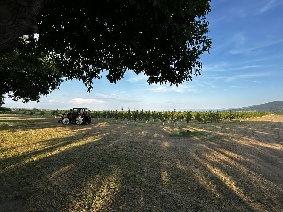 Овощна градина, Круши