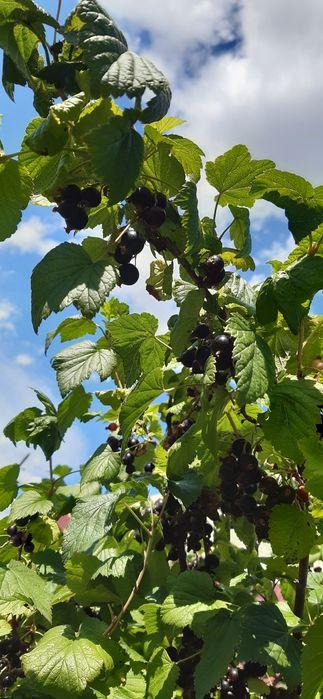 малина.смородина 3.0 за 1 кг.вишня ведро 4.0 .клубника