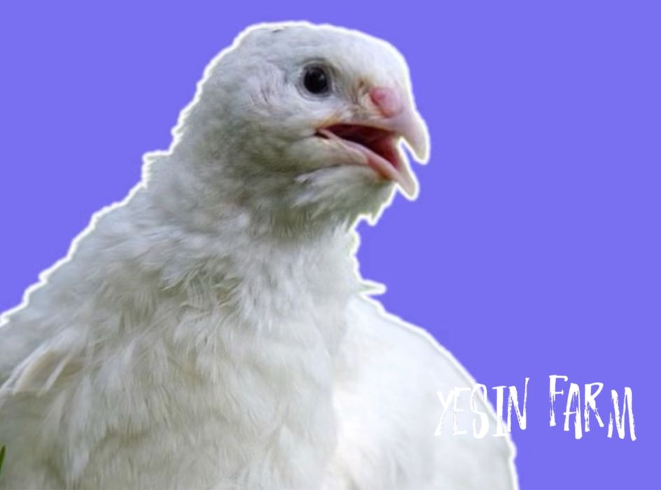 Техас инкубационные яйца перепелов, высокая оплода