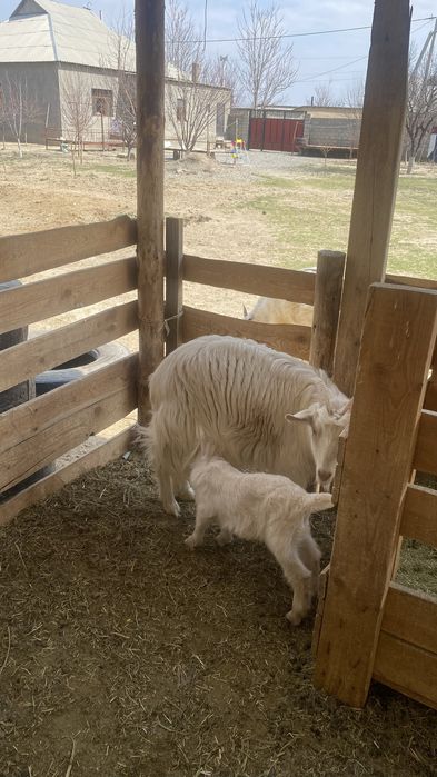 Орыс ешки занен