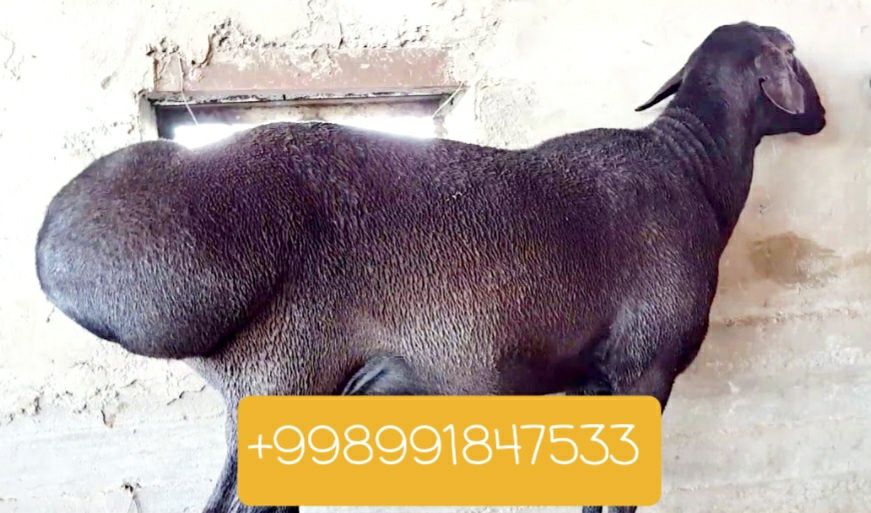 Qassob servis,Salom  Azizlar ko'rib turganizday sog'lom boqilgan q