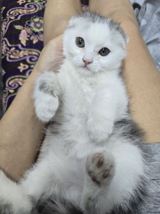 Продаётся котёнок скотиш фолд