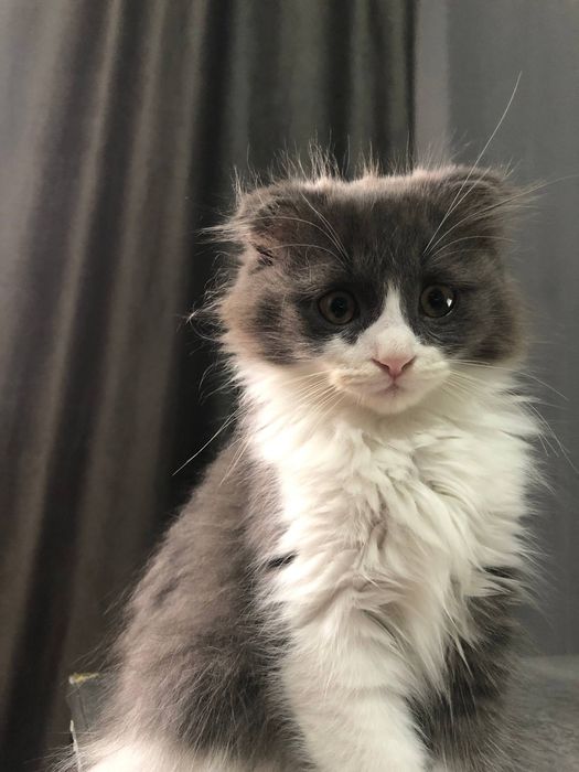 Вислоухий шатландиц СКОТТИШ ФОЛД