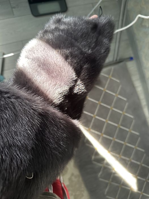 Норковая шуба (рассрочка на 3 месяца)