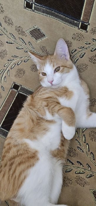 Отдам в добрые руки