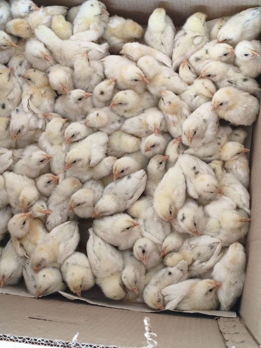 Ок рус товук жужалар минорка жужалари бор