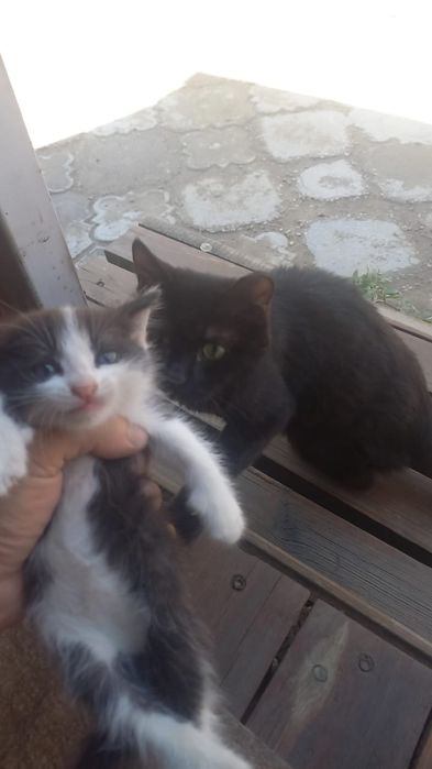 Котёнок мальчик, отдам в добрые руки