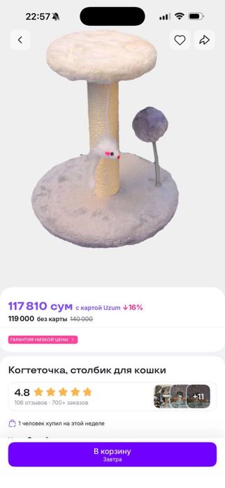 Срочно продаются две чистокровные кошки Скоттиш Фолд и Скоттиш Страйт