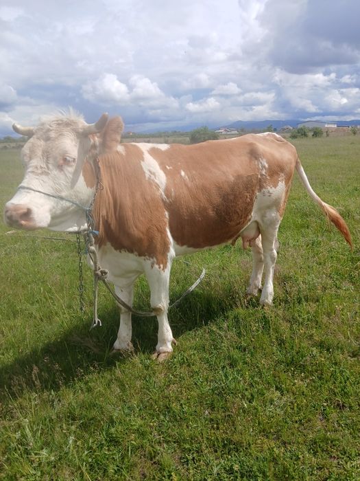 Vand vaca de 5 ani baltata românească
