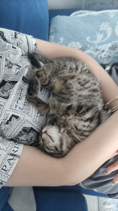 Отдам в добрые руки котёнка 2 месяца