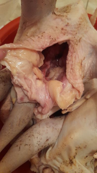 Курица мясо курицы