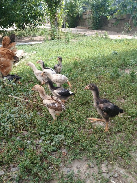 Dakan jojala sotiladi ota onasi rasimda tuxumgayam zakaz olamiz