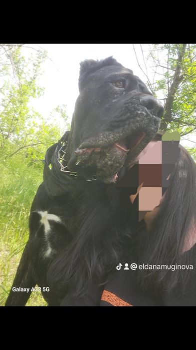 Кане-корсо Вязка