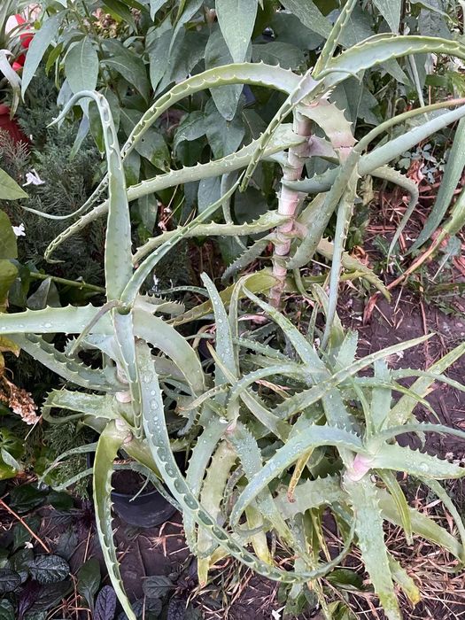 Продам комнатные цветы