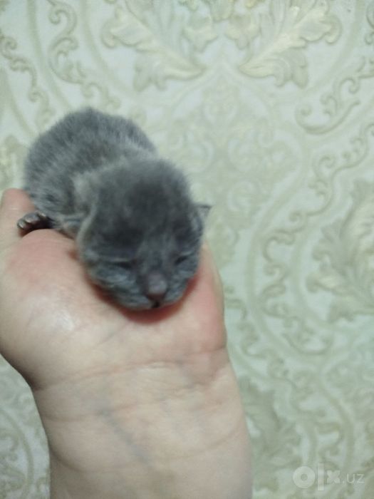 мушукчала сотилади хаммаси кулокчаси кат