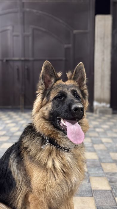 Немецкая овчарка