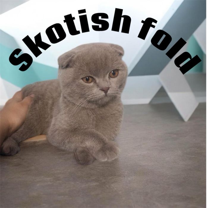 Шотландский вислоухий котёнок Scottish Fold, 1 месяц