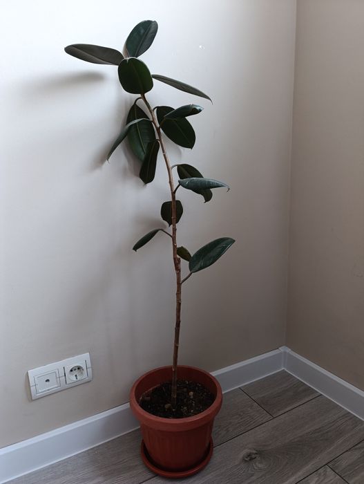 Домашние цвет разные