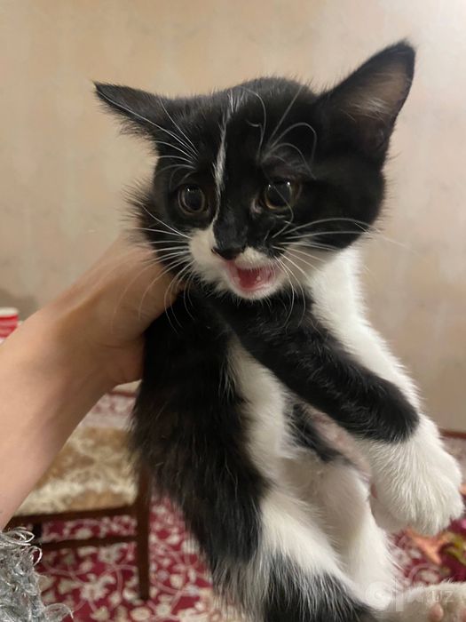Котята 2 месяца — бесплатно в добрые руки