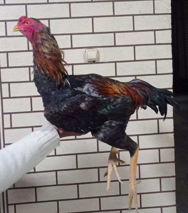 Продам бойцовых петухов