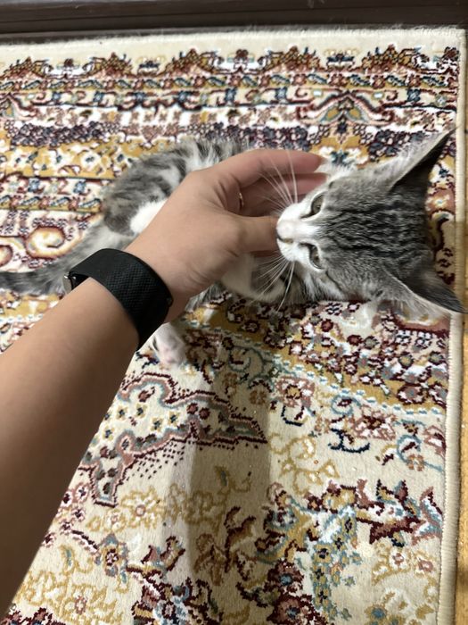 Котенок бесплатно