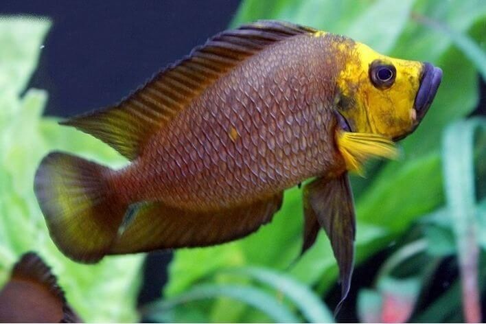 Aльтолампрологус компрессицепс Голд Хед