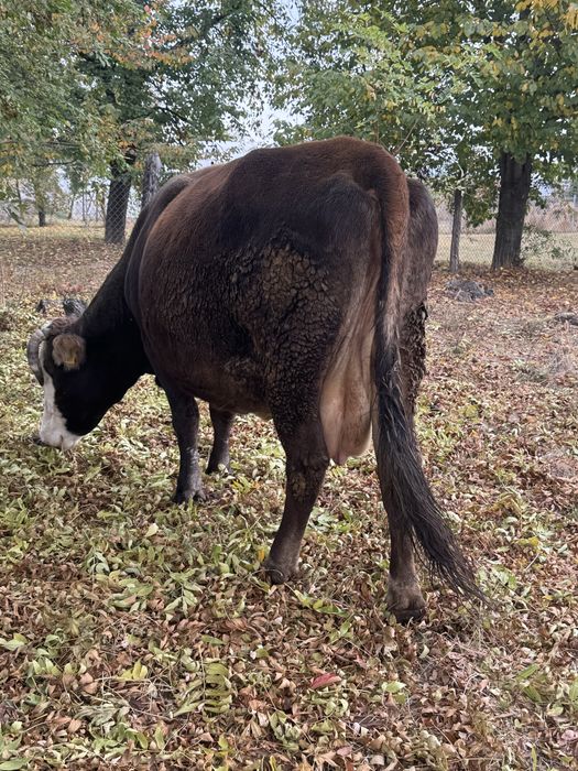 De vanzare vaca cu vitel in varsta de 7 ani
