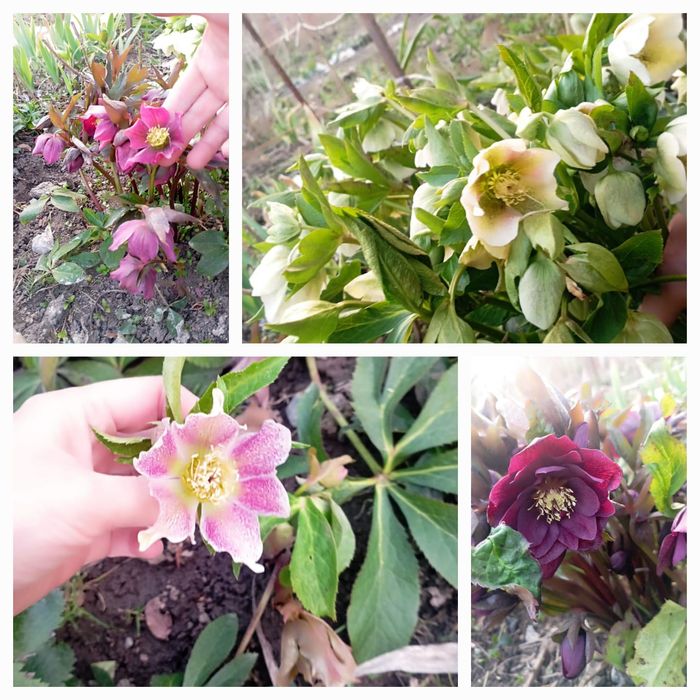 Продаются цветы  морозники