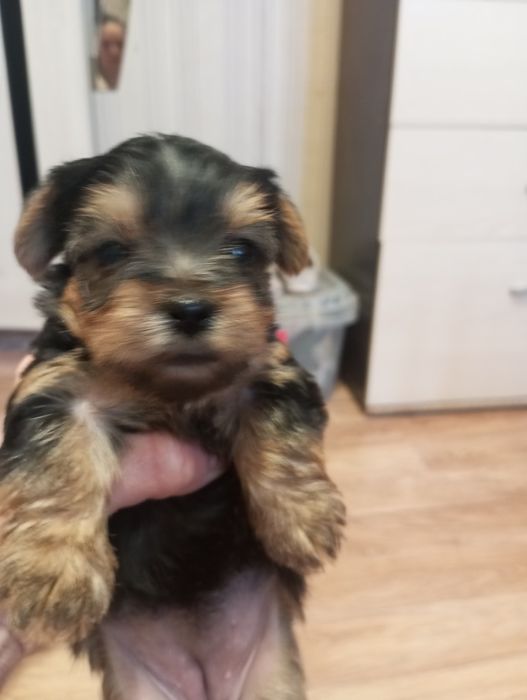 Продажа щенков Йорка