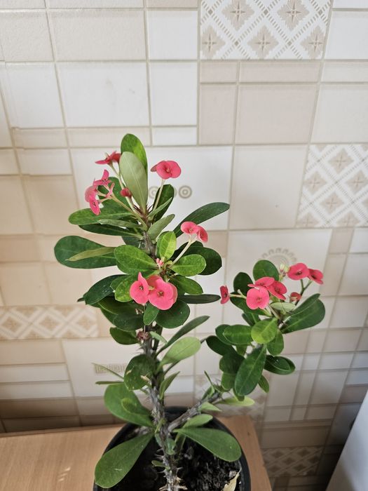 Комнатные цветы.