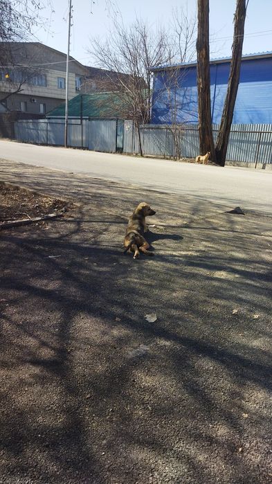 Собаки в хорошие руки