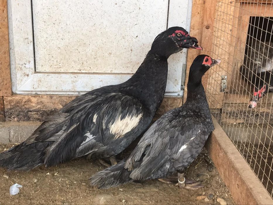 Индоутки германских линий