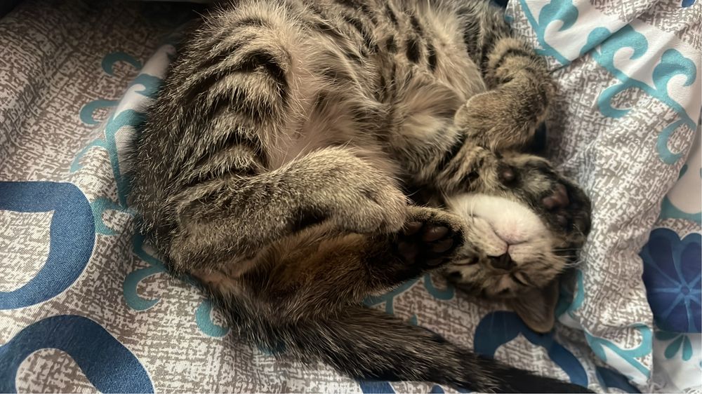 Котенок 2 месяца