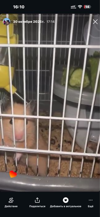 Shiringina Hamyak ismi mimi