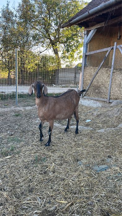 Capra Anglonubiana