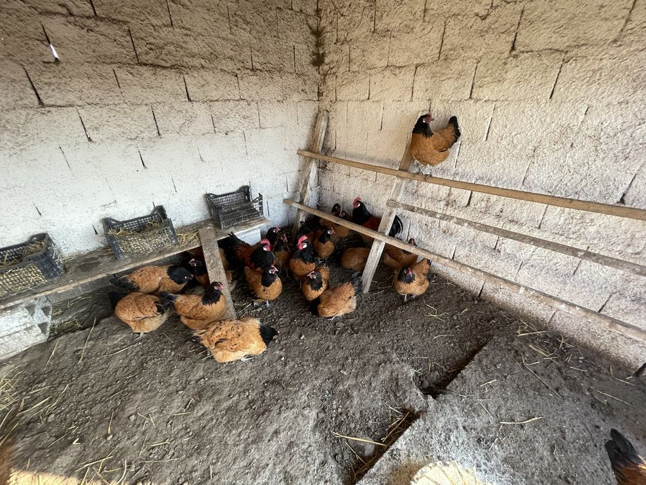 Vand oua de incubat Vorwerk