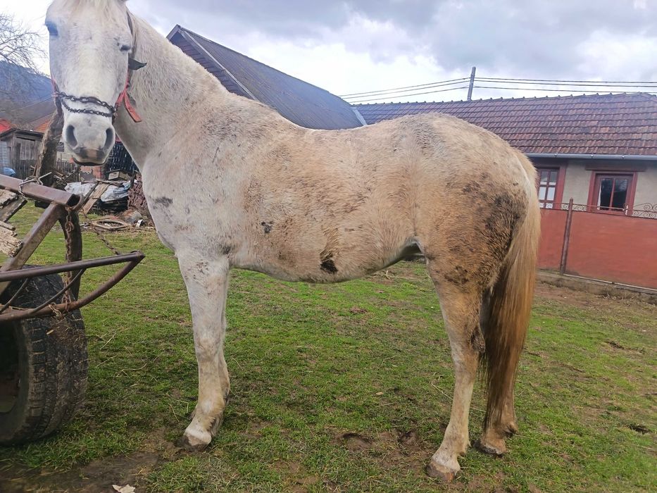 Vând cai cuminți mai multe detalii la telefon