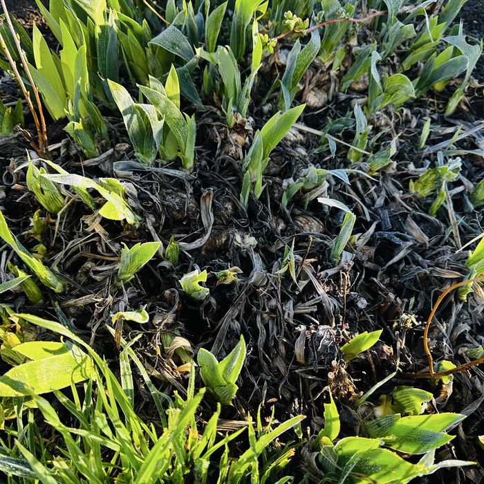 Продам Ирисы многолетки