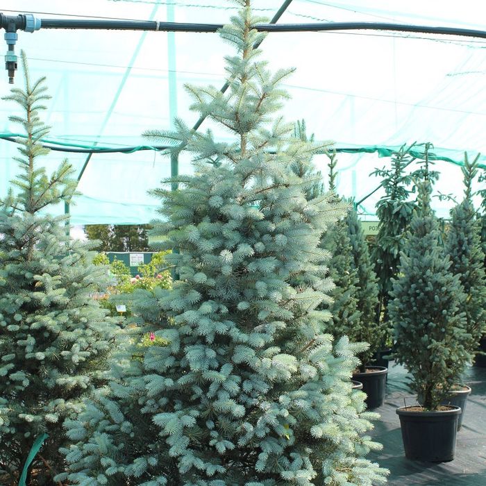 Декоративный Растения