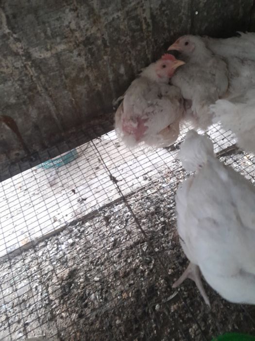 Срочно продам бролерных цыплят