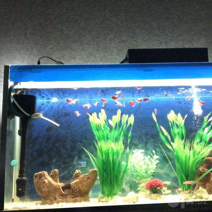 Akvarin sotilad baligʻlar bilan filtrlar blan kamplekt tursh pastafkal