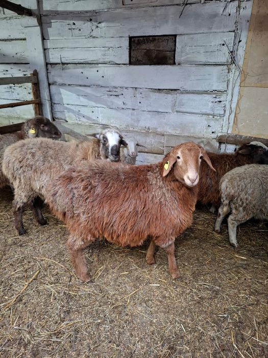 Продам 60 голов