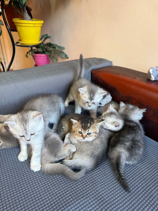 котета британски късокосмести сребърни чинчили за коледен подарък