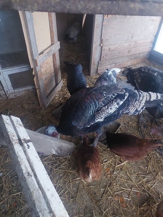 Туйе тауыктар сатылады